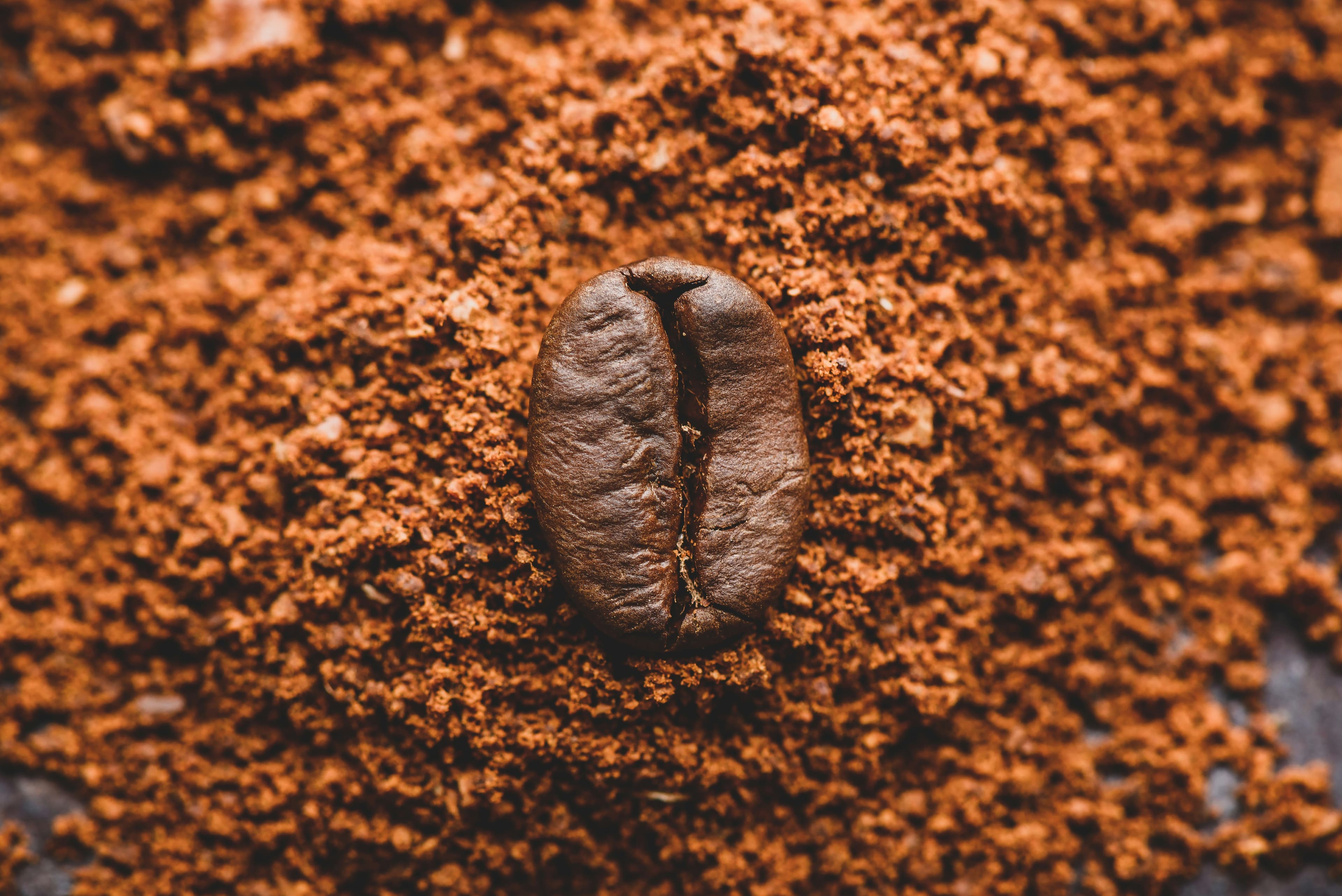 Coffee farmers working together