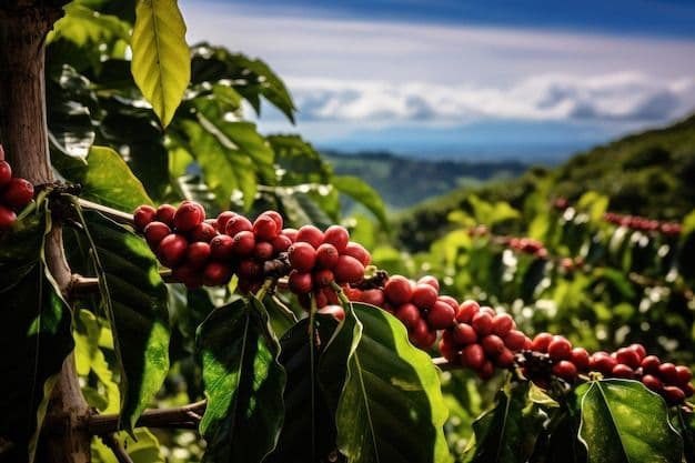Ethiopian coffee farm landscape