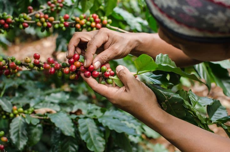 Harvesting