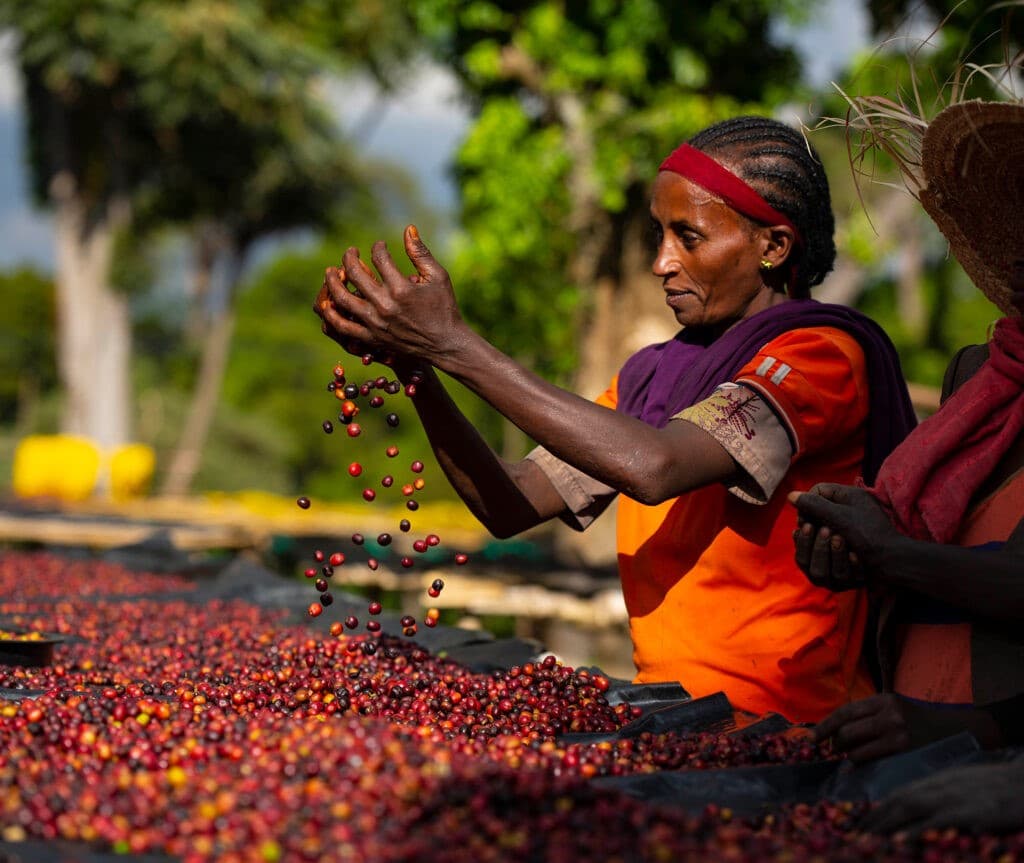 Ethiopian coffee farm showing our humble beginnings