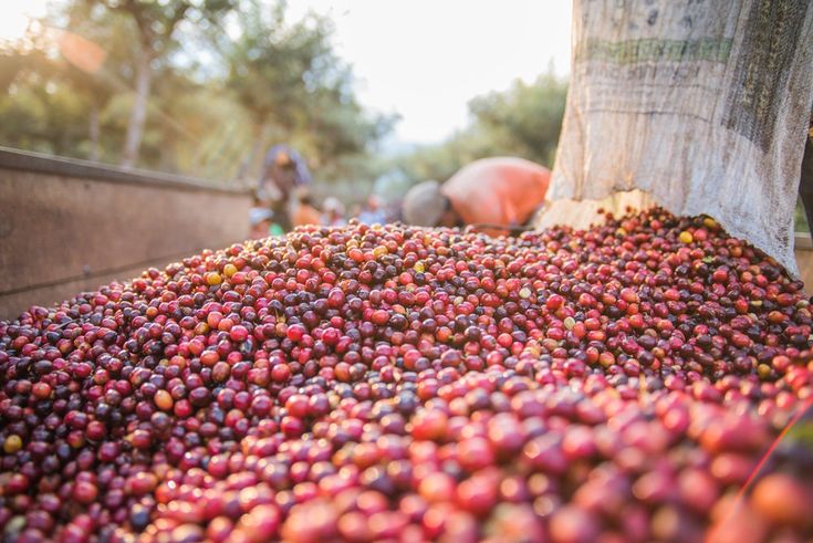 Freshly roasted coffee beans with steam rising