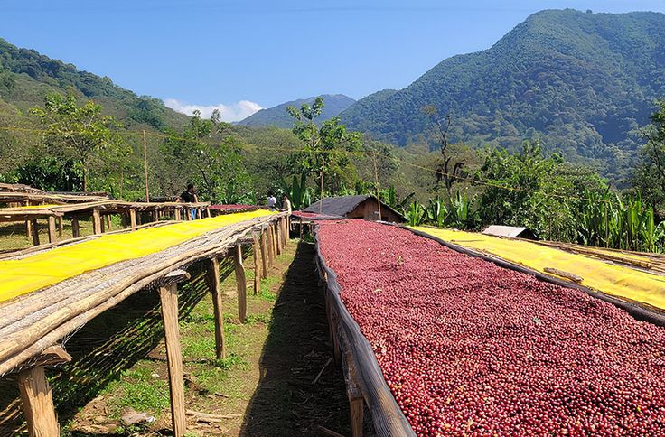 Sidamo