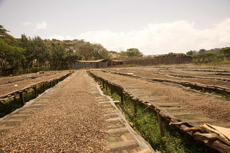 Yirgacheffe